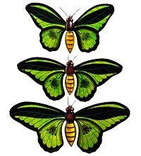 46-005 Панно «Бабочки» (о.Бали)