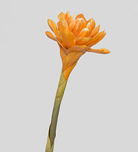 TR 559B Бутон цветка имбиря