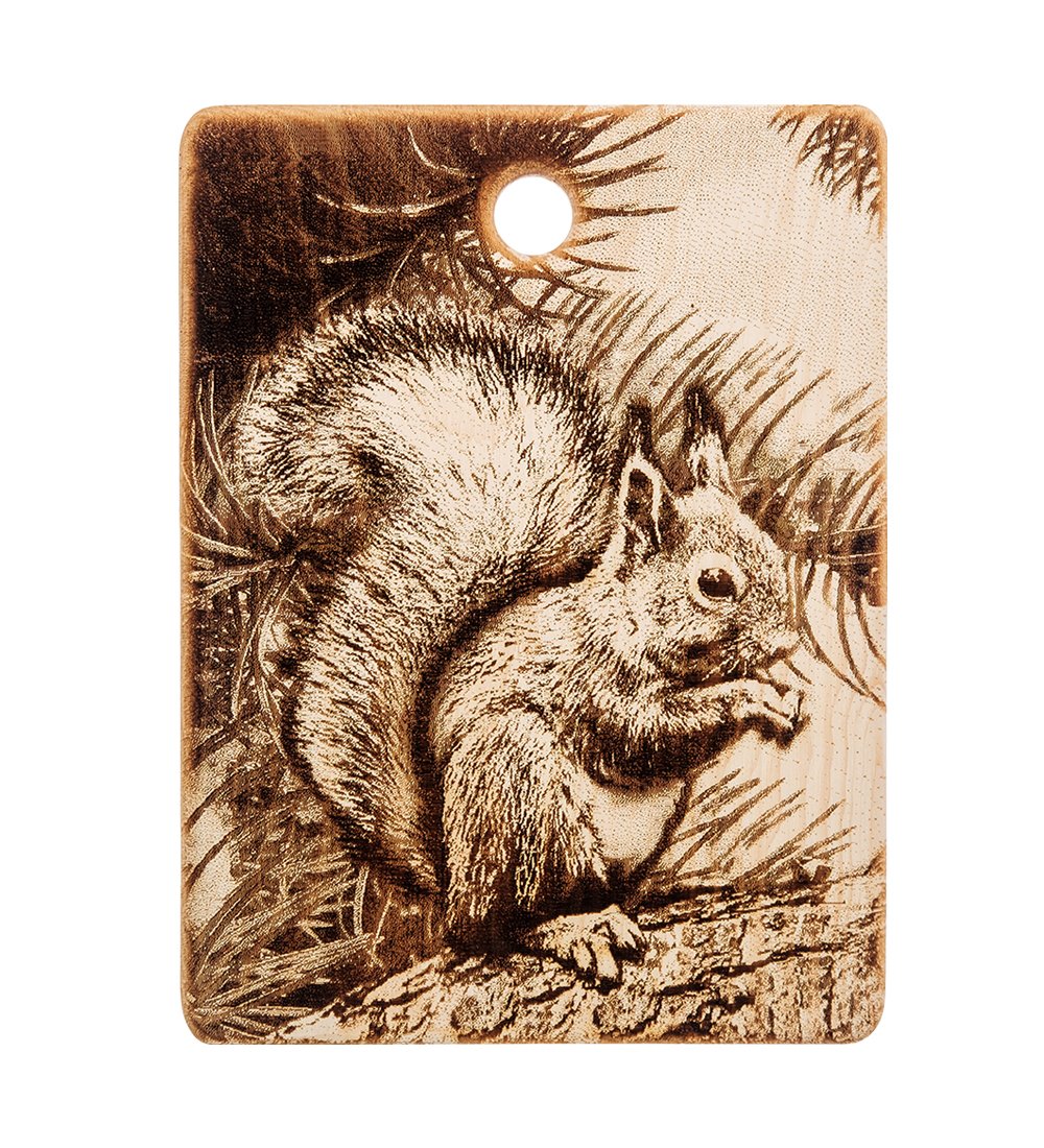 кд белка. филевский парк белки. белка парк. дикая белка. оранжевая белка.