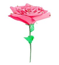 Роза «Комплимент»