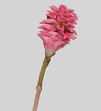 TR 566M Цветок имбиря